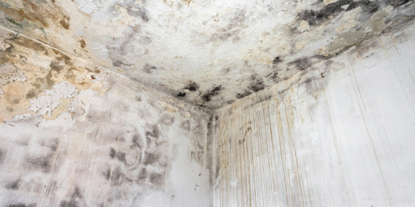 Pintar Fachadas de Casas Unifamiliares / Chalets La Latina · Pintura Antihumedad / Antimoho para Humedades / Moho